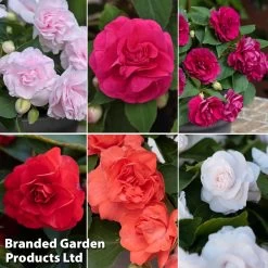 Busy Lizzie 'Glimmer' Collection -Dobies glimmer