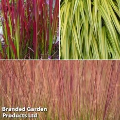 Summer Grass Trio -Dobies grass trio3