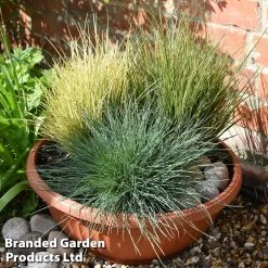 Nurserymans Choice Grass Collection -Dobies grass2