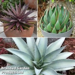 Mangave Trio -Dobies man trio2