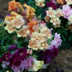 Antirrhinum Mini Butterflies -Dobies mini butterfly 3