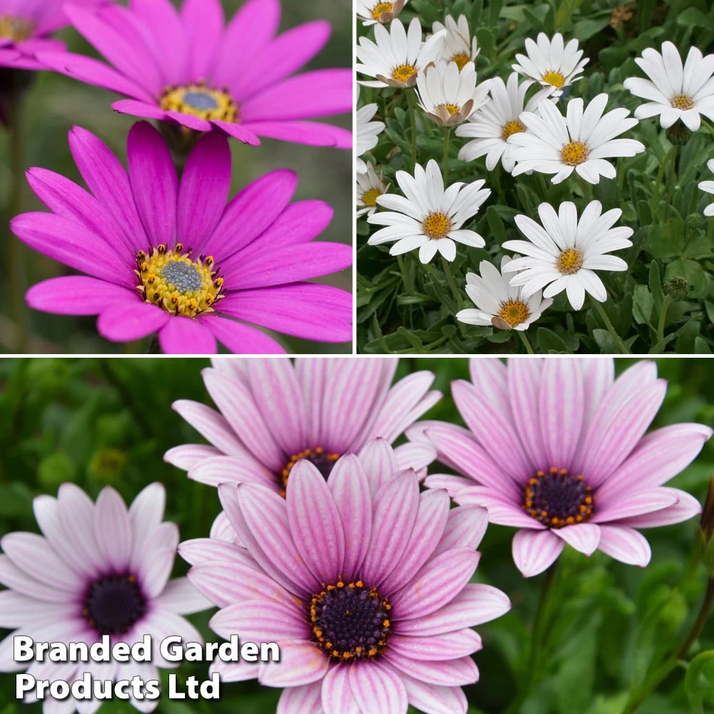 Osteospermum Blush Collection (Hardy) 1 Osteospermum Blush Collection (Hardy)