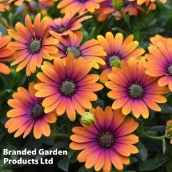 Osteospermum 'Purple Sun' -Dobies purple sun 2