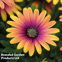 Osteospermum 'Purple Sun' -Dobies purple sun 3