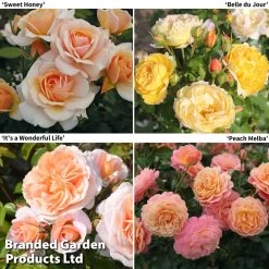 Rose Of The Year Collection