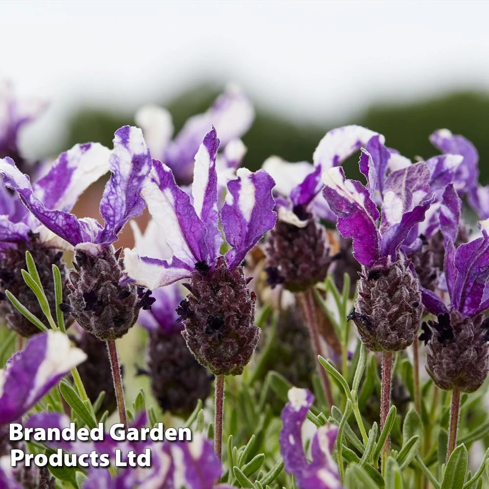 Lavender 'Twin Summer' (Butterfly Garden) 2 Lavender 'Twin Summer' (Butterfly Garden) - Image 2