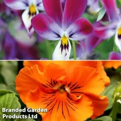 Pansy And Viola Winter Duo