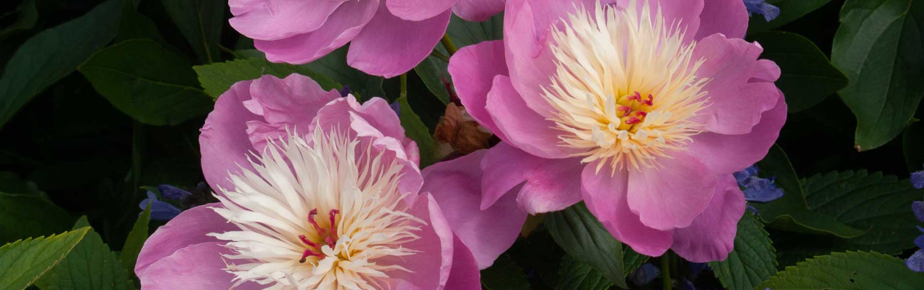 Dobies -Dobies DSGHFEGH